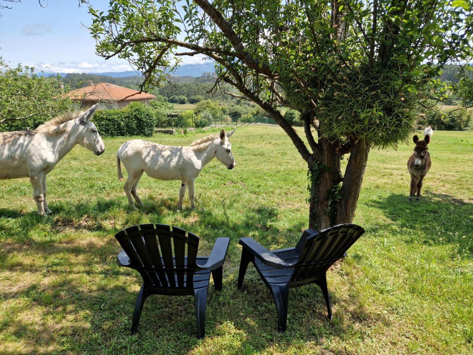 Turismo Rural El Piensu Villaviciosa  Exterior foto